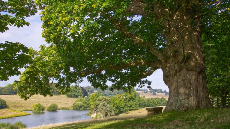 The parkland in summer at Petworth House and Park, West Sussex